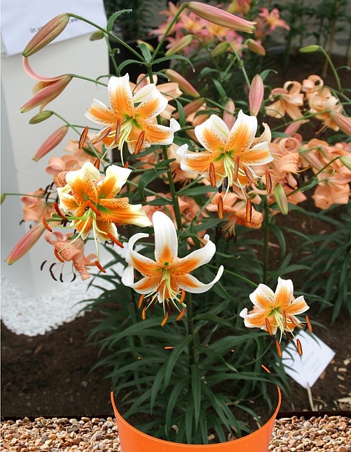 Лилия Леди Элис 